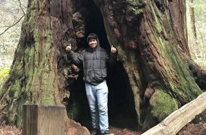 Loon stands inside an old redwood tree