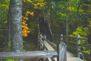 Staircase in the autumn woods